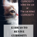 Curiosity killed the cat | Solowords into Action | Curiosity