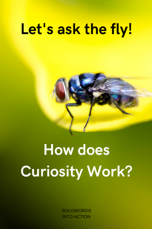 How does curiosity work | Solowords into action